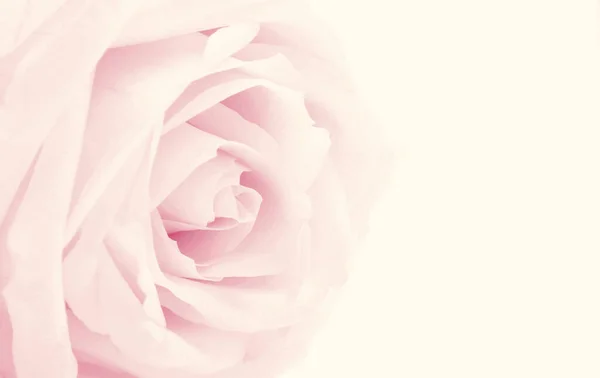 Pink Rose Close Empty Space Design Can Use Floral Background — Stock Photo, Image