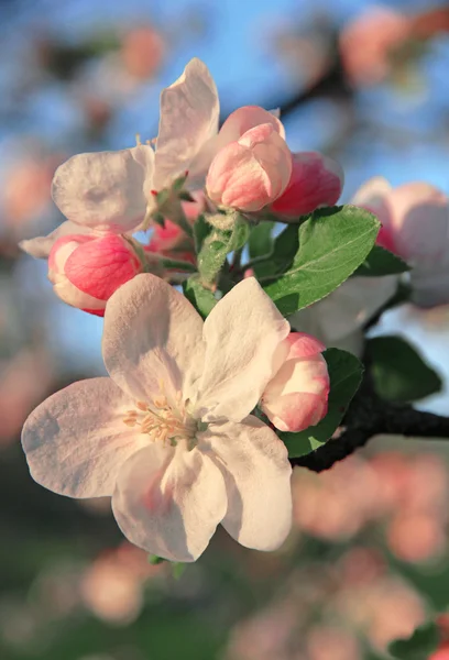 Les pommiers fleurissent au printemps — Photo