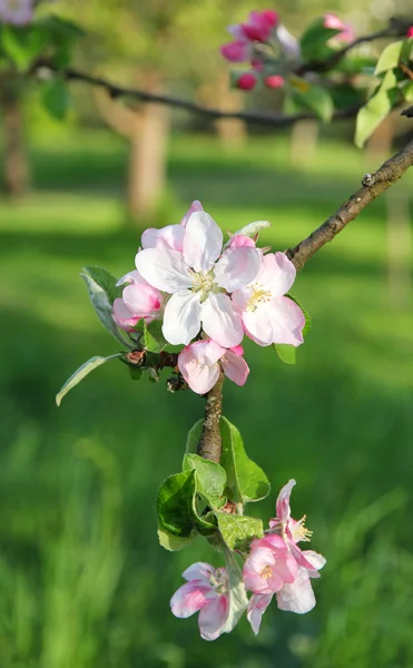 Äppelblommor på våren — Stockfoto