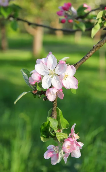 Apple blossoms in spring — Stock Photo, Image