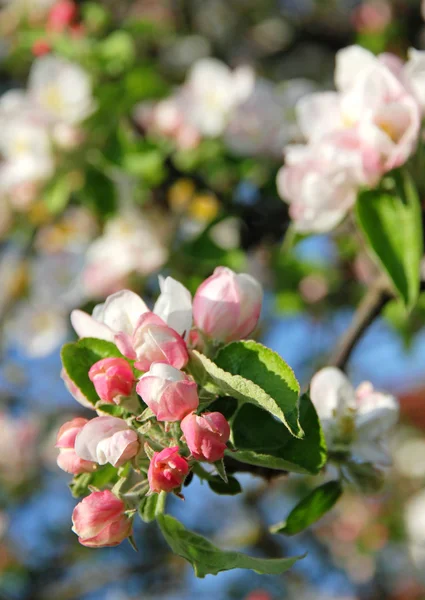 Äppelblommor på våren — Stockfoto