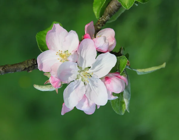 Apple blossoms in spring — Stock Photo, Image