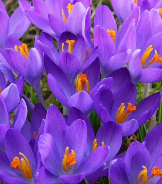 Veilchenkrokusblüten — Stockfoto