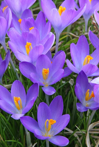 Veilchenkrokusblüten — Stockfoto