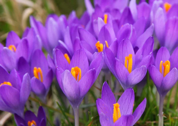 Veilchenkrokusblüten — Stockfoto