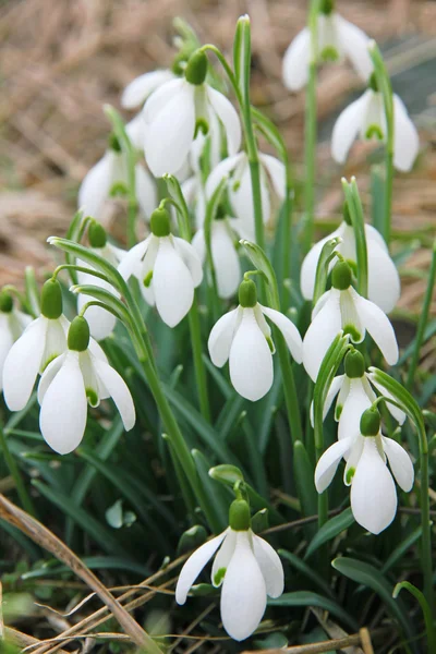 Spring White snowdrops — Stock Photo, Image
