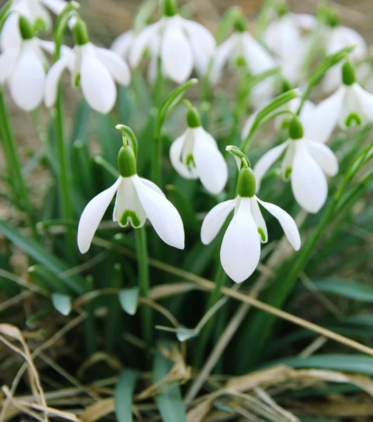 Våren vita snödroppar — Stockfoto