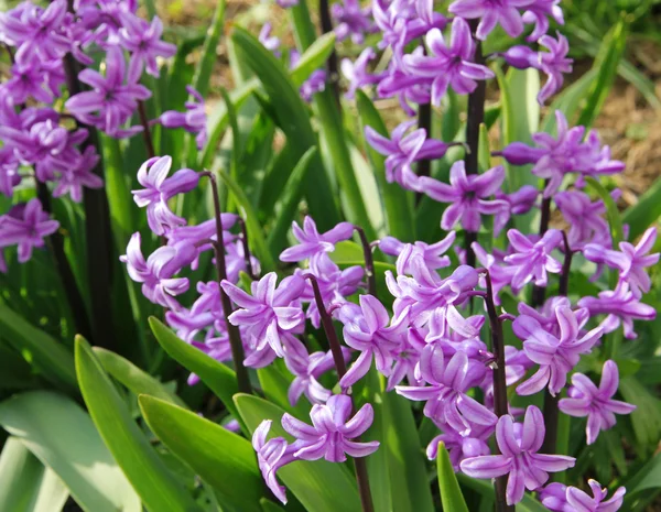 Blüten lila Hyazinthen — Stockfoto