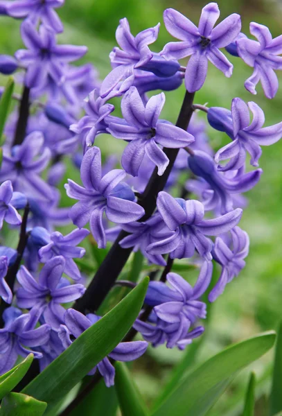 Jacintos púrpuras flores — Foto de Stock