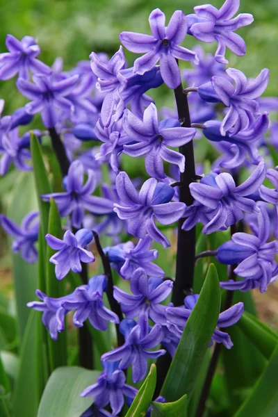 Blüten lila Hyazinthen — Stockfoto