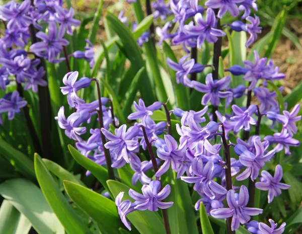 Blüten lila Hyazinthen — Stockfoto