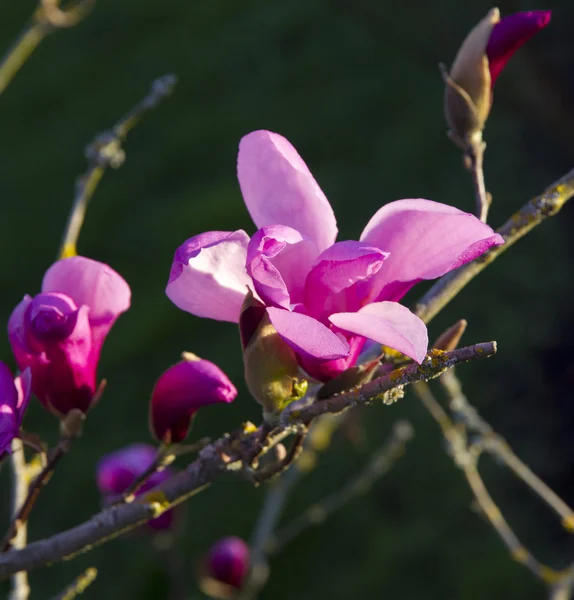 Rosa magnolia blommor — Stockfoto