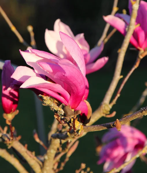 Fleurs de magnolia rose — Photo