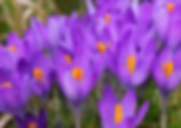 Violet crocus flowers — Stock Photo, Image