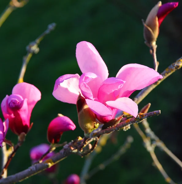 Blommande rosa magnolia — Stockfoto