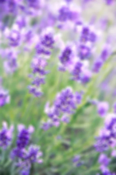 Lavender flowers background — Stock Photo, Image