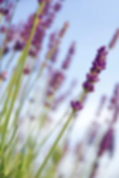 Lavanda fiori sfondo — Foto Stock