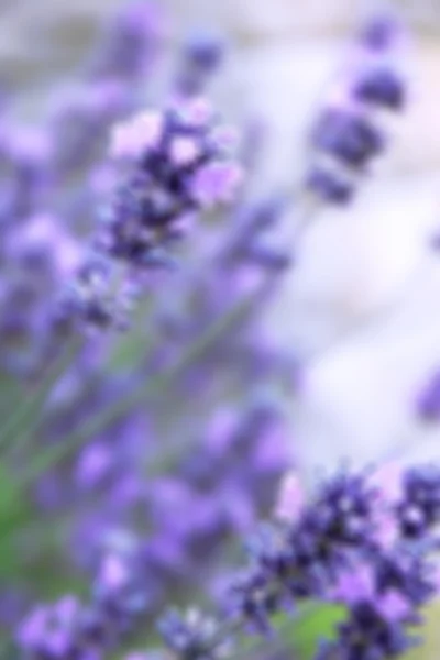 Lavender flowers background — Stock Photo, Image