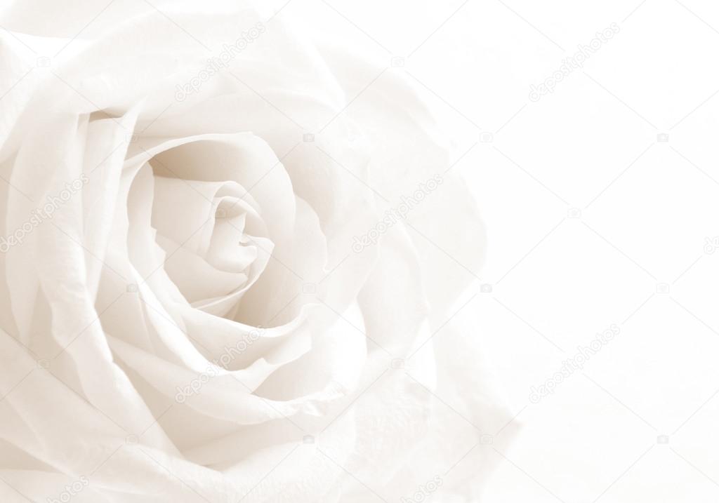 white rose backgrounds