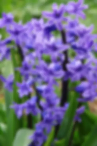 Jacintos púrpuras flores — Foto de Stock