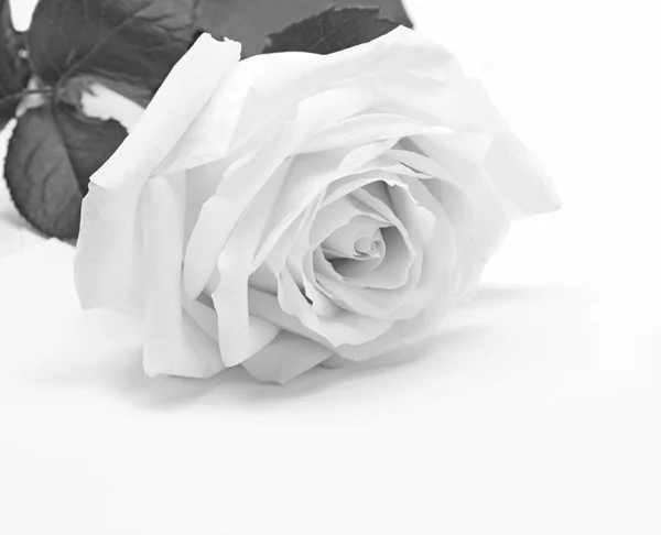 白色玫瑰背景 — 图库照片