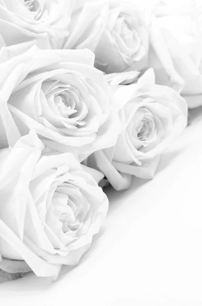 Piękne białe róże — Zdjęcie stockowe