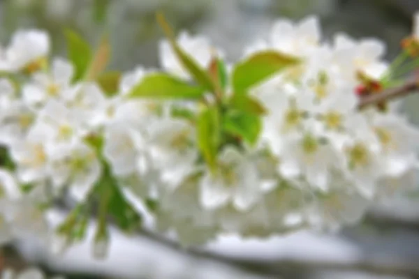 Äppelblommor på våren — Stockfoto