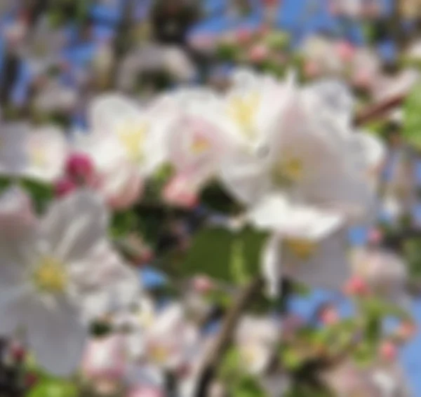 Flores de manzana en primavera — Foto de Stock