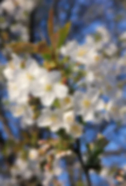 Flores de cerezo en primavera — Foto de Stock