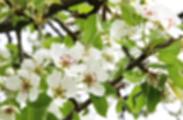 Les pommiers fleurissent au printemps — Photo