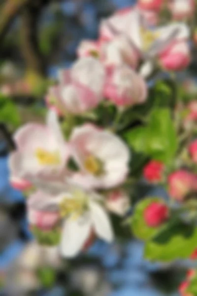 Appelbloesems in het voorjaar — Stockfoto