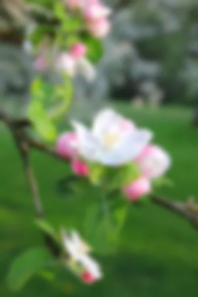 Les pommiers fleurissent au printemps — Photo