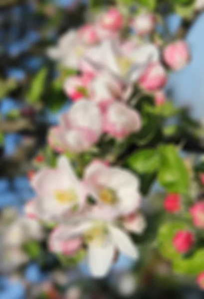 Äppelblommor på våren — Stockfoto