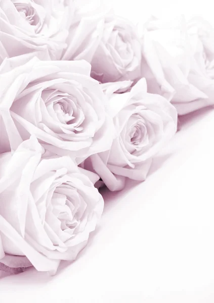 Lindas rosas rosa Imagens Royalty-Free