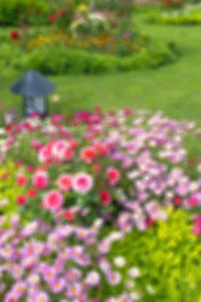 Blühende Blumenbeete. im unscharfen Stil — Stockfoto