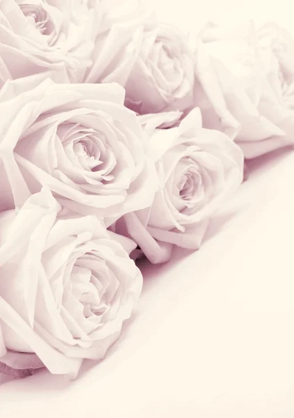 Hermosas rosas rosadas tonificadas en sepia como fondo de boda. Suave Fotos de stock libres de derechos