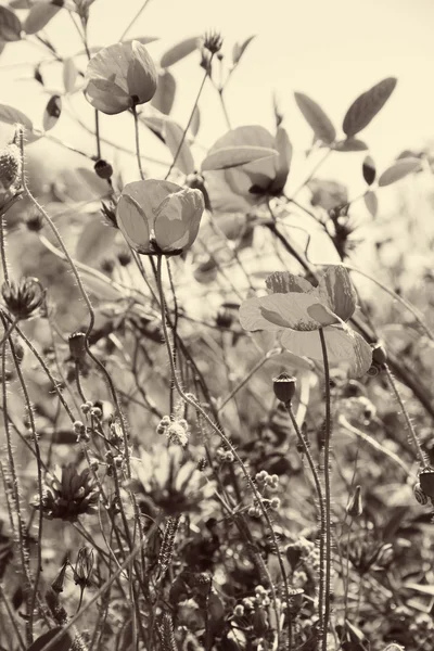 Mohn und andere Wildblumen auf einem Feld im Frühling. in sich — Stockfoto