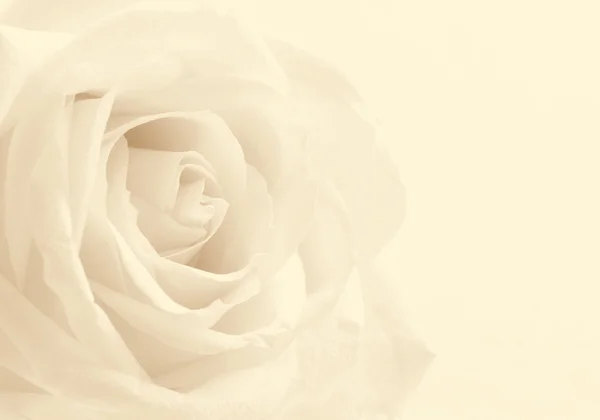 Blanc rose gros plan comme fond. Concentrez-vous. Dans Sepia tonique. R — Photo