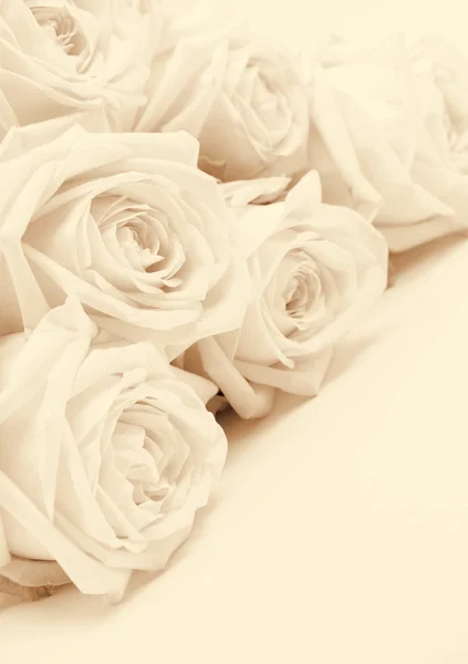 Hermosas rosas blancas tonificadas en sepia como fondo de boda. Sof. —  Fotos de Stock