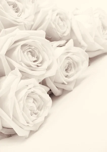 Hermosas rosas blancas tonificadas en sepia como fondo de boda. Sof. — Foto de Stock