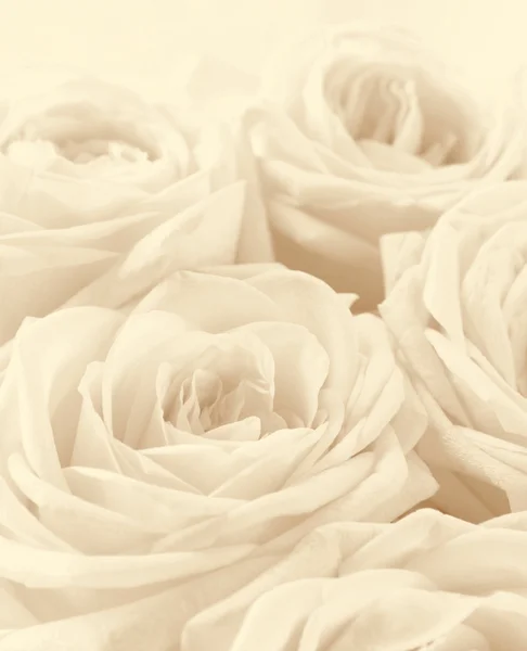 Mooie witte rozen afgezwakt in sepia als bruiloft achtergrond. SOF — Stockfoto