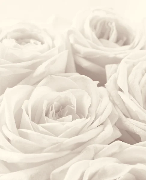 Hermosas rosas blancas tonificadas en sepia como fondo de boda. Sof. Fotos de stock