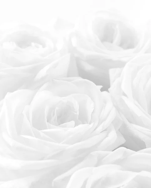 Rosas brancas bonitas como fundo do casamento. Foco suave. Altos ke — Fotografia de Stock