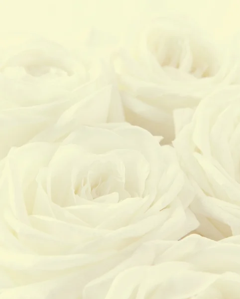 Hermosas rosas blancas tonificadas como fondo de boda. Enfoque suave . Imagen De Stock