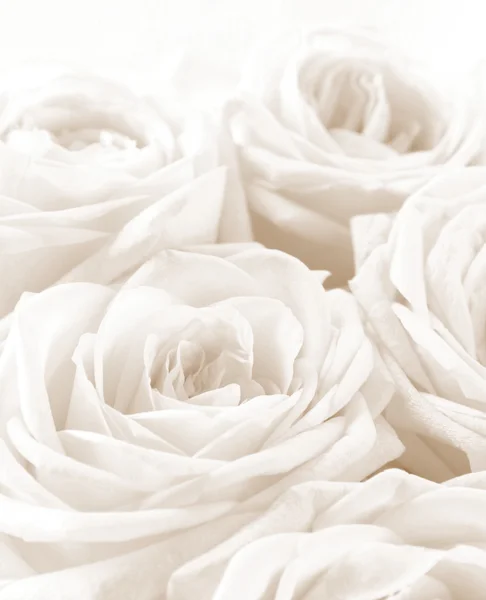 Beautiful white roses toned in sepia as wedding background. Sof — Stock Photo, Image