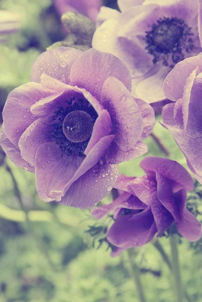 Lila papavers met waterdruppels in het voorjaar. In instagram stijl ton — Stockfoto