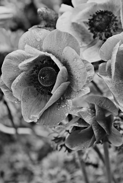 Lilac poppies with water drops in spring. In black and white ton — Stock Photo, Image