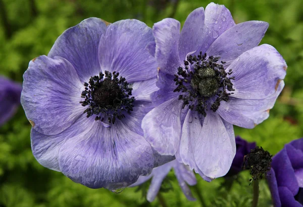 Amapolas de lila con gotas de agua en primavera — Foto de Stock