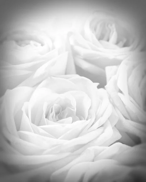 Όμορφα λευκά τριαντάφυλλα με σύντομο χρονογράφημα — Φωτογραφία Αρχείου