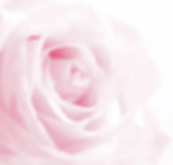 Pink rose close-up  in blur style — Stok fotoğraf